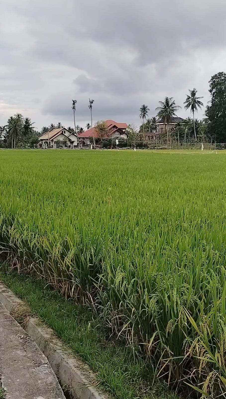 Hasil Usaha Pertanian Padi Persawahan 